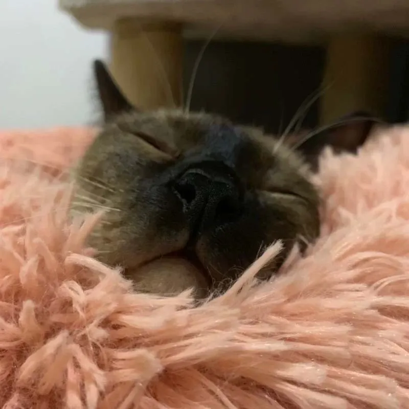 50cm-70cm Long Plush Super Soft Pet Bed