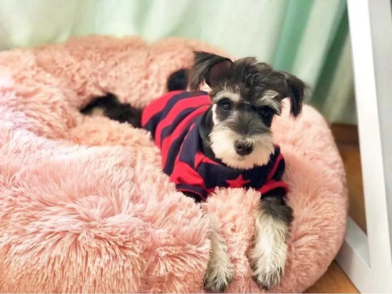 50cm-70cm Long Plush Super Soft Pet Bed