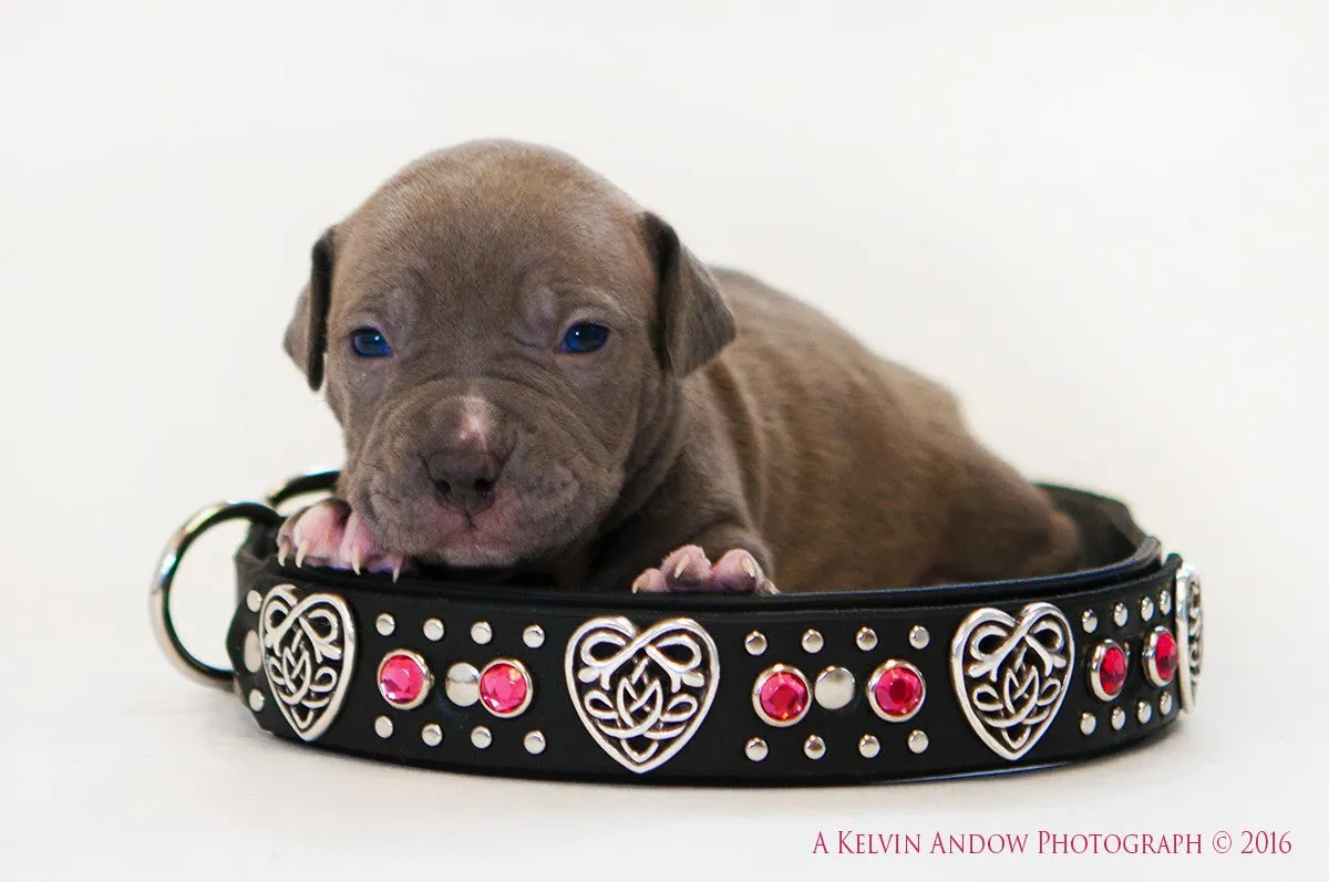 Custom Leather Dog Collar Celtic