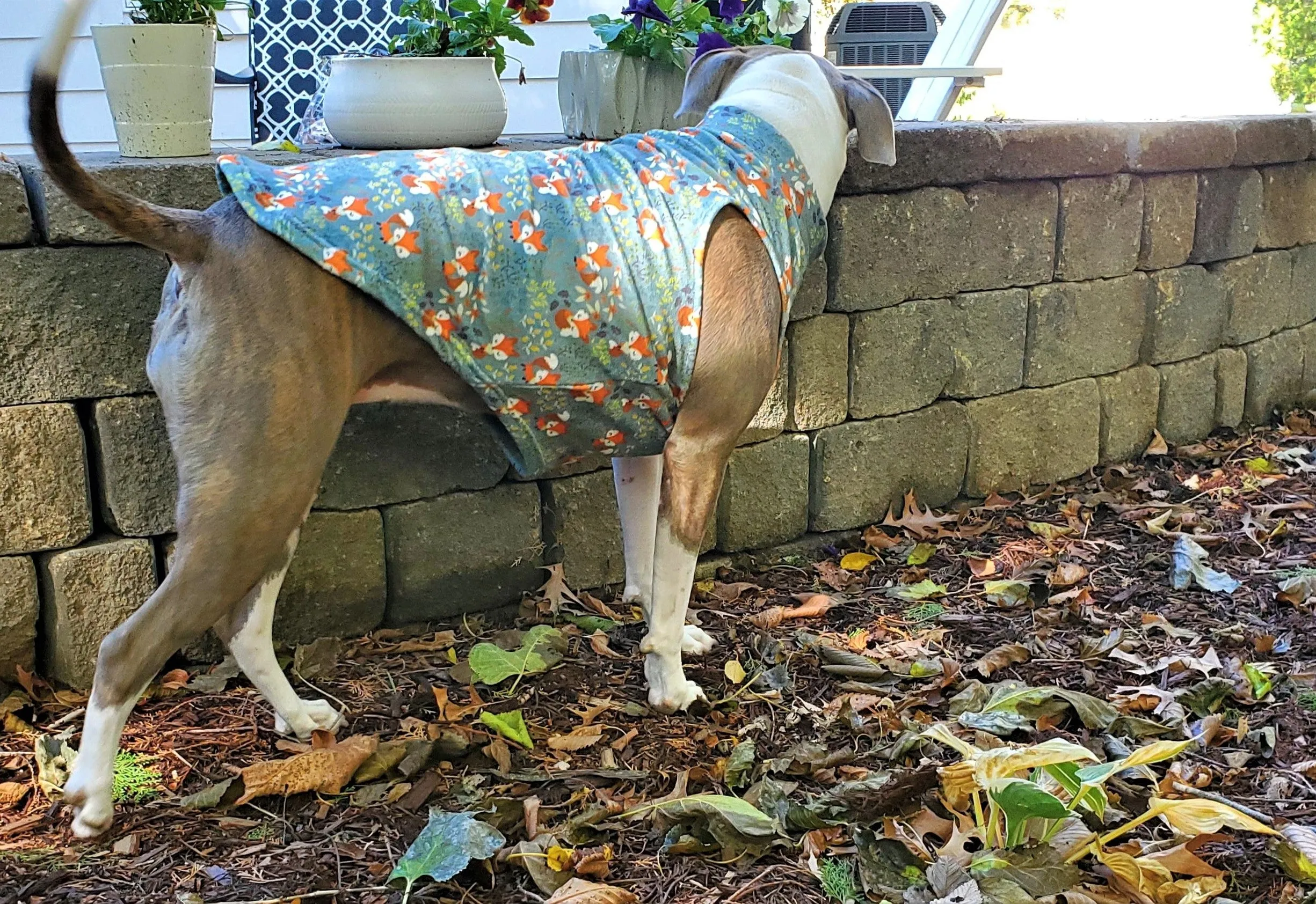 Dog Fleece | Fall Foxes