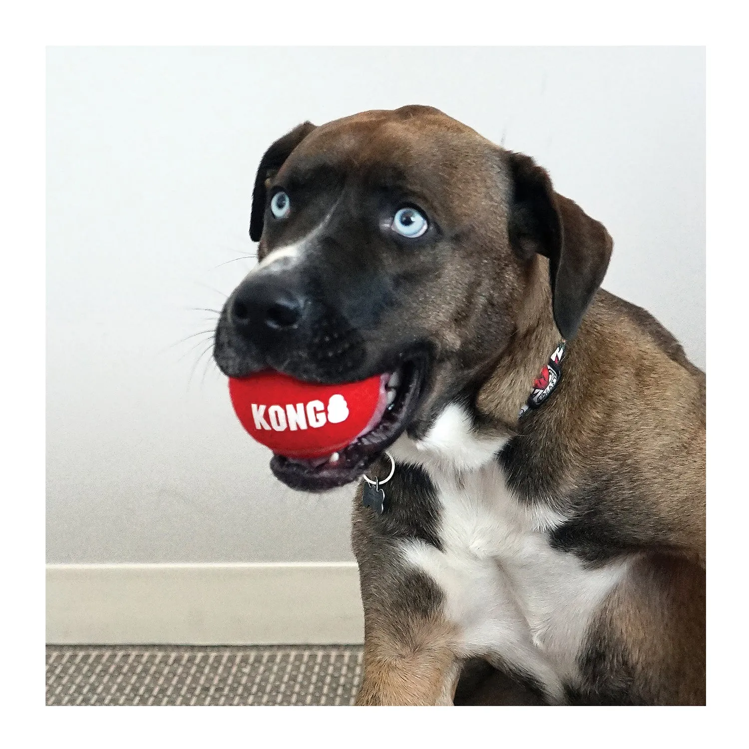 KONG Signature Sport Balls Dog Toy
