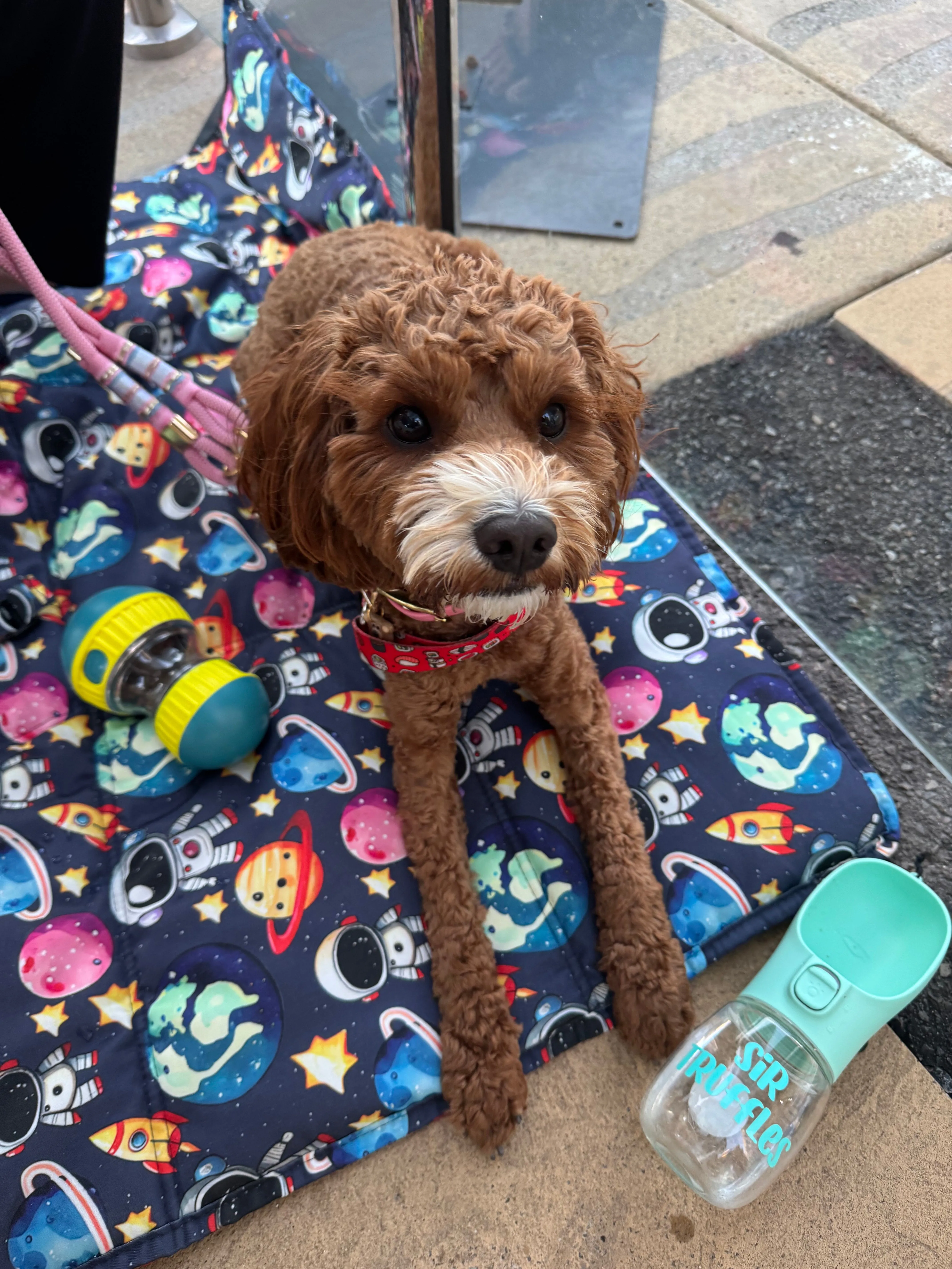Personalised Pet Portable Water Bottle