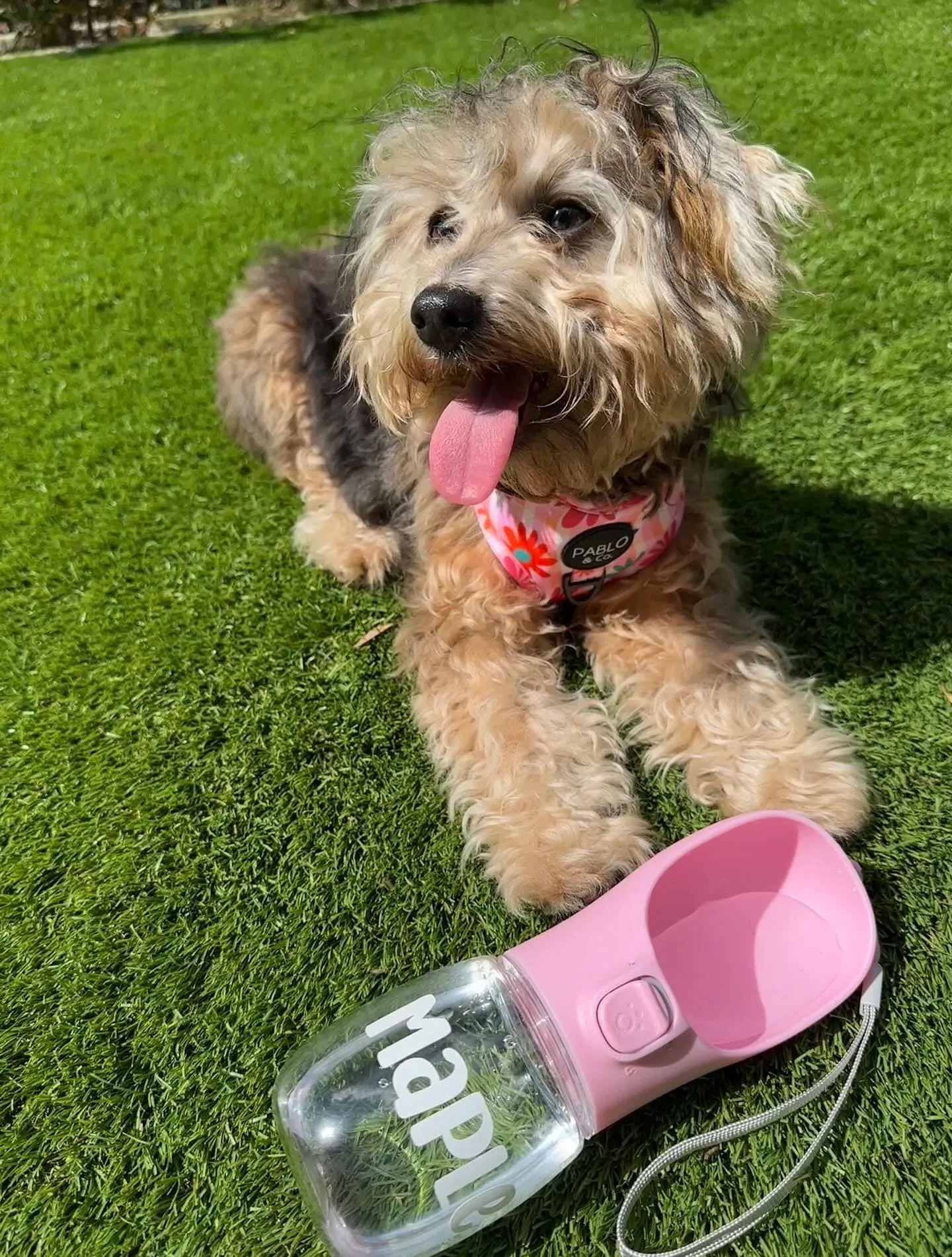 Personalised Pet Portable Water Bottle