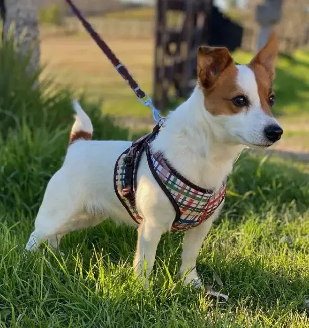 Step Easy Prints Warm Fleece Lined Soft Harness | Teacup 3 LBS to 20 LBS